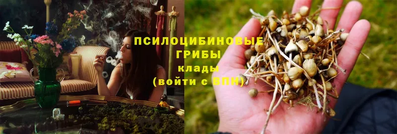 как найти наркотики  Межгорье  Псилоцибиновые грибы Psilocybe 